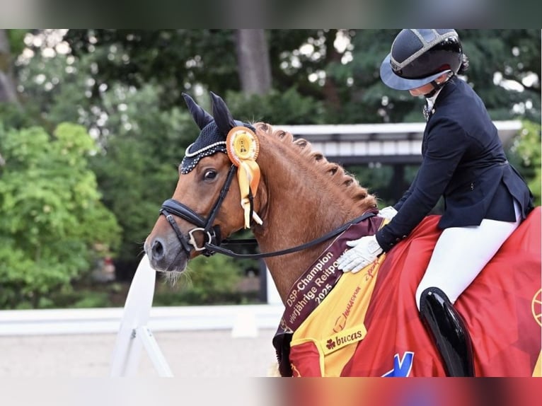 Reittrainer profesional con experiencia busca arrendar una instalación ecuestre