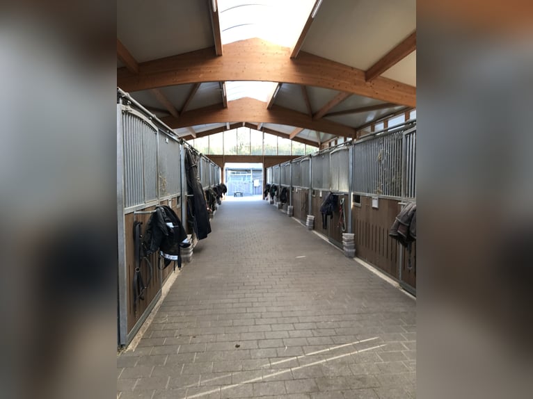 Reittrainer profesional con experiencia busca arrendar una instalación ecuestre