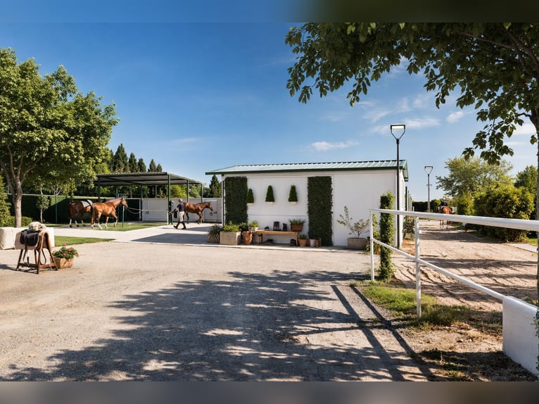 Reitzentrum in Castellón   //   Centro hípico en Castellón Sur