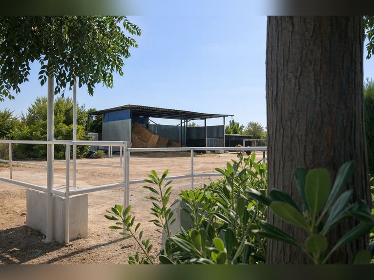 Reitzentrum in Castellón   //   Centro hípico en Castellón Sur