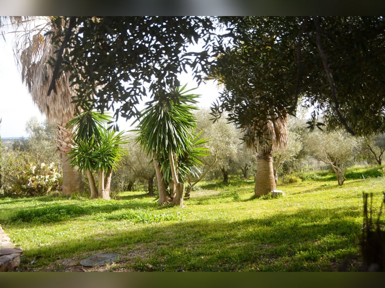 Ruhe pur - Finca in Vejer