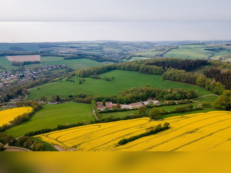 ¡Se vende una finca ecuestre en Saarland, cerca de St. Wendel, en un entorno pintoresco y aislado!