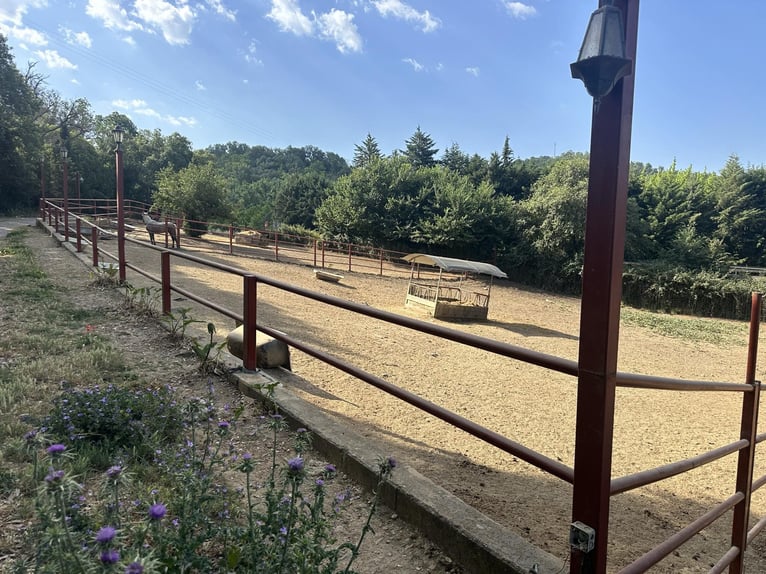 SOUTH OF SPAIN. HORSEFARM AND RURAL HOUSE 