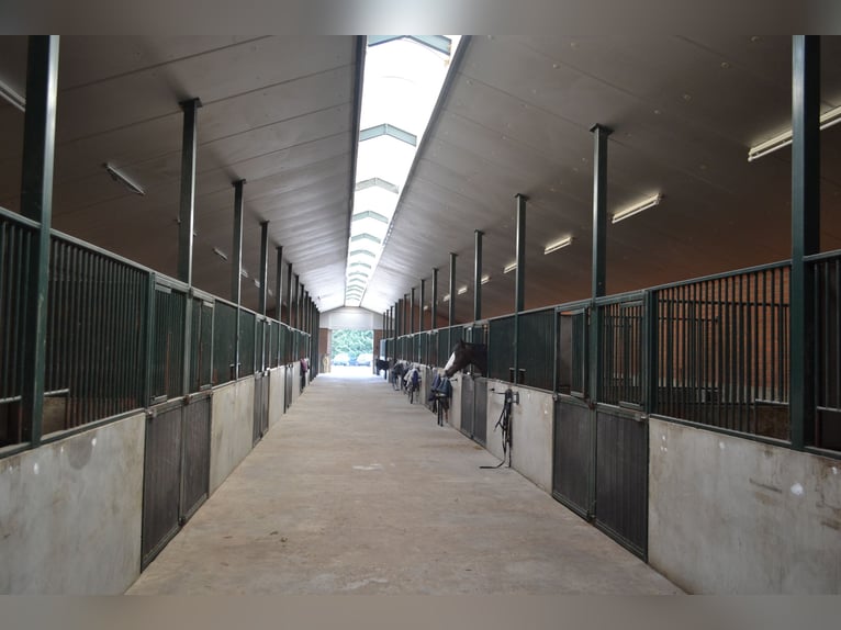 Te huur aangeboden een professionele paarden manege/complex/stallen