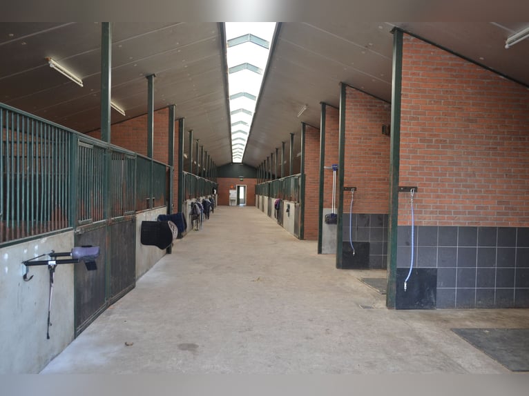 Te huur aangeboden een professionele paarden manege/complex/stallen