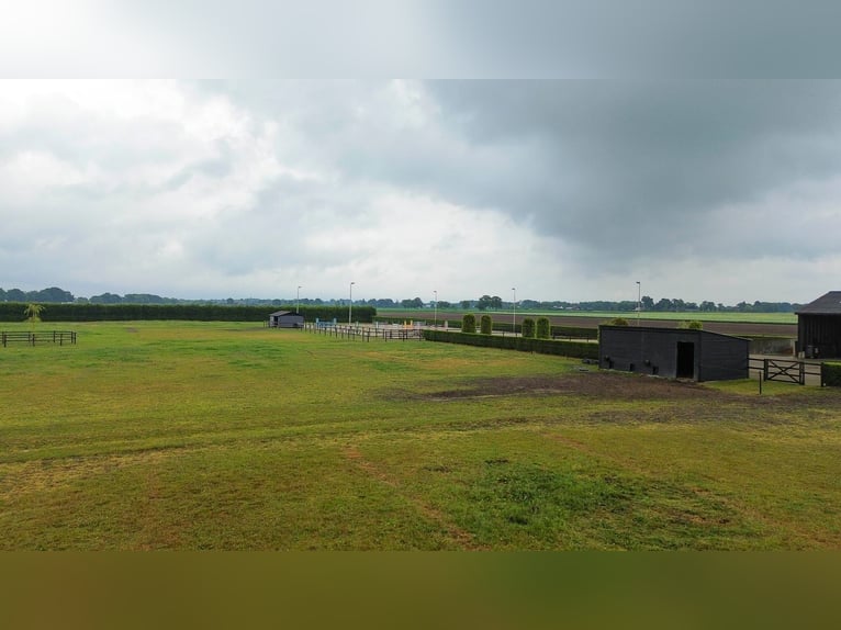 Unique equestrian property with 10 stables & outdoor arena near forest trails