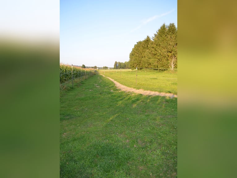 Vivir con caballos en Allgäu