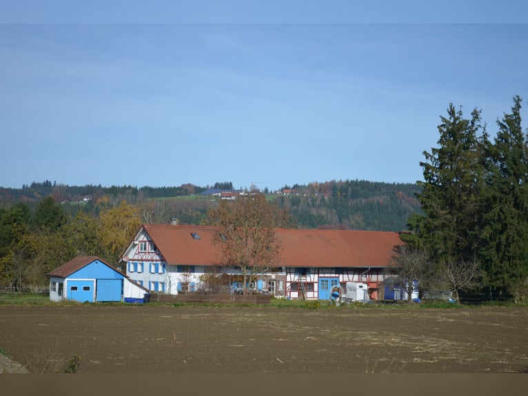 Vivir con caballos en Allgäu