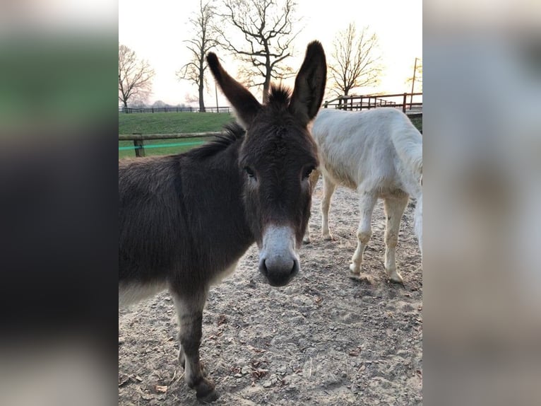 Wohnanlage mit historischem Flair auf Parkgrundstück mit eigenem See für Natur- und Tierliebhaber!
