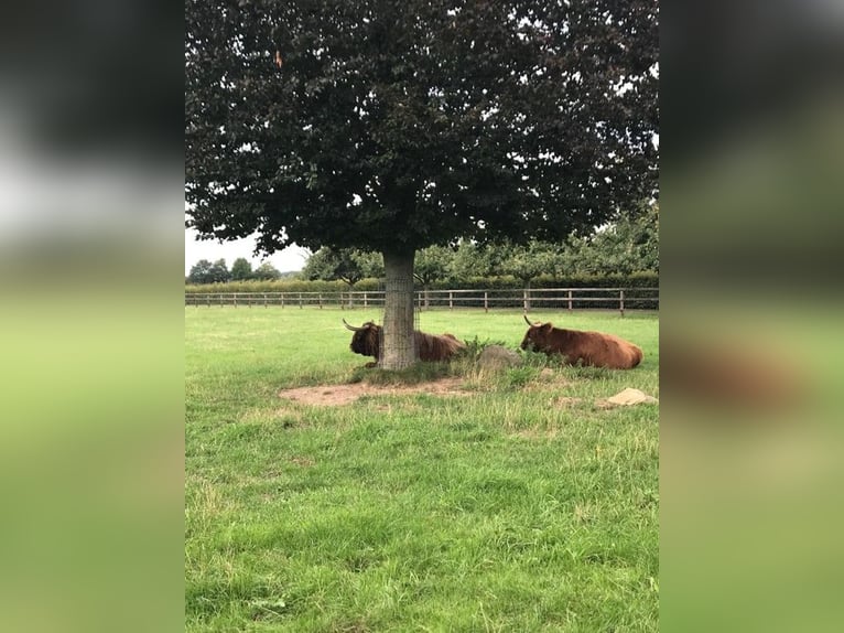 Wohnanlage mit historischem Flair auf Parkgrundstück mit eigenem See für Natur- und Tierliebhaber!