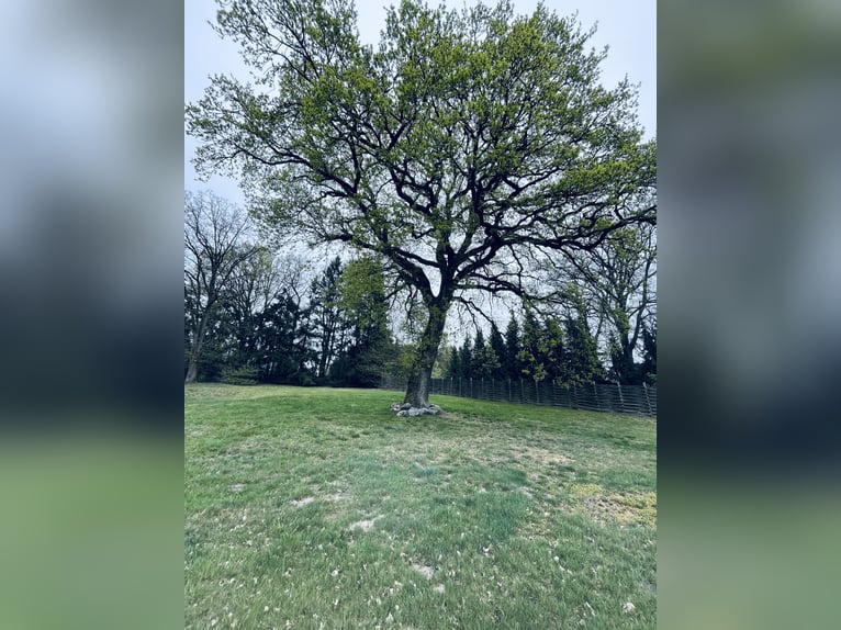 Wohnen, Arbeiten & Natur – historischer Hof mit 250 m² Wohnfläche und eigenem Waldstück