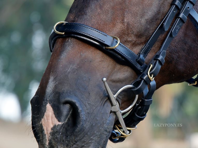 Academic cavesson noseband Lazypony /  Muserola cavesson Académica Lazypony