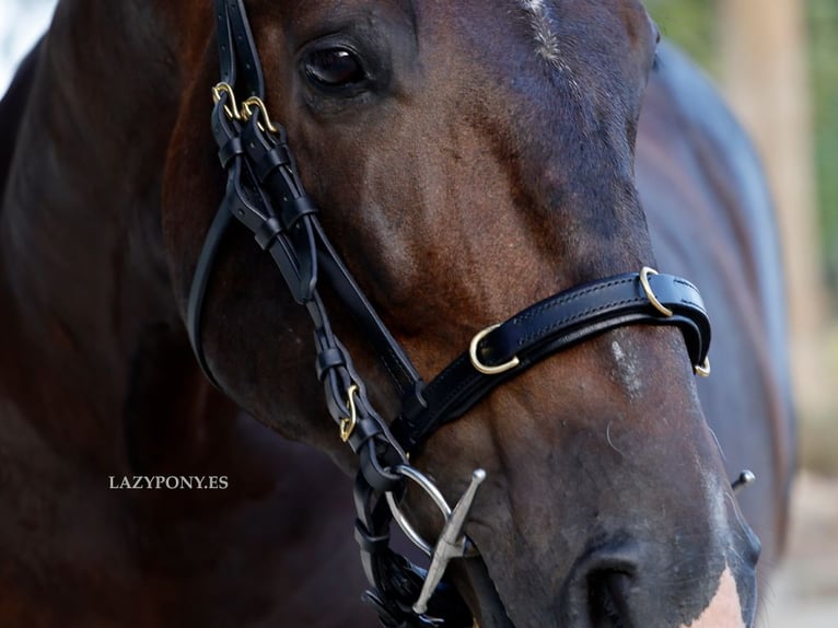 Academic cavesson noseband Lazypony /  Muserola cavesson Académica Lazypony