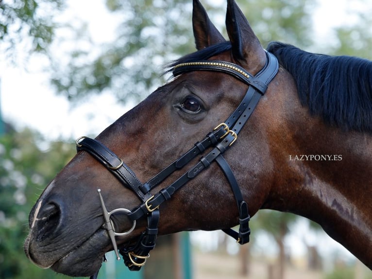 Academic cavesson noseband Lazypony /  Muserola cavesson Académica Lazypony