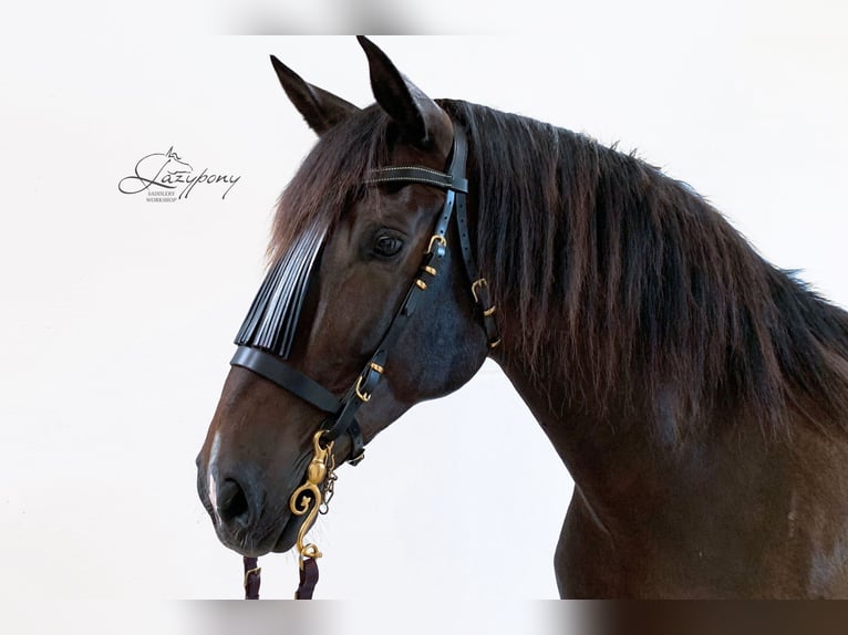 Elegante frontalera Vaquero Lazypony, fringe browband Lazypony