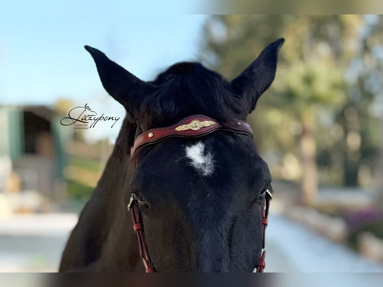 Frontalera barroca de cuero Lazypony  / Leather Classic baroque browband
