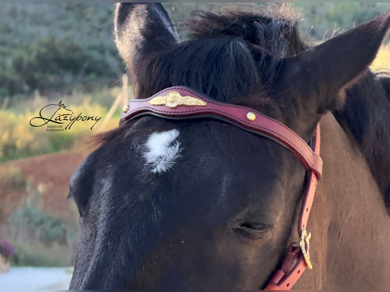 Frontalera clásica barroca Lazypony / Baroque browband Lazypony