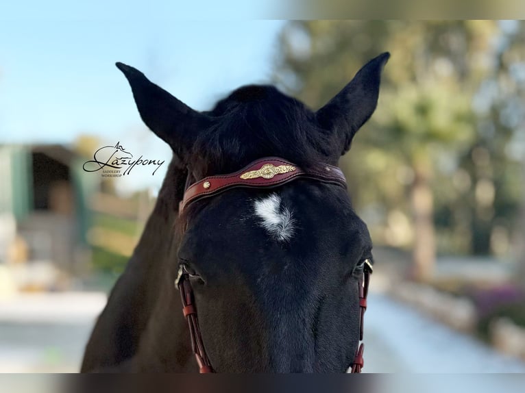 Frontalera clásica barroca Lazypony / Baroque browband Lazypony