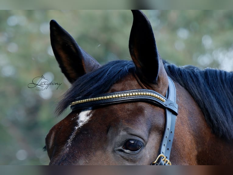 Frontalera clincher ondulada Lazypony / Wave clincher browband Lazypony