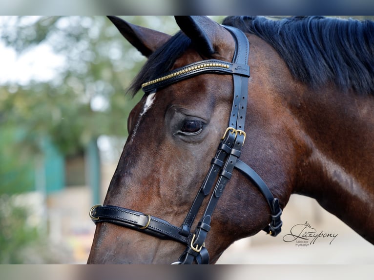 Frontalera clincher ondulada Lazypony / Wave clincher browband Lazypony