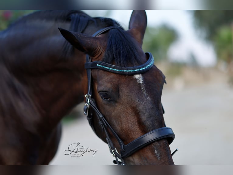 Frontalera Crystal Lazypony Indicolite / Crystal Browband