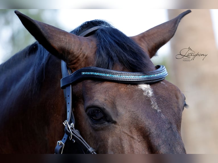 Frontalera Crystal Lazypony Indicolite / Crystal Browband