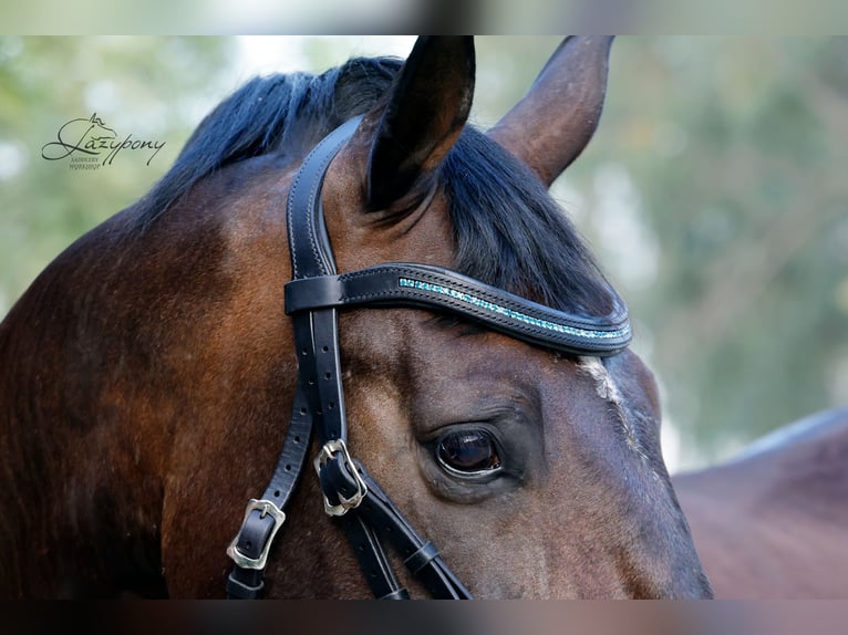 Frontalera Crystal Lazypony Indicolite / Crystal Browband