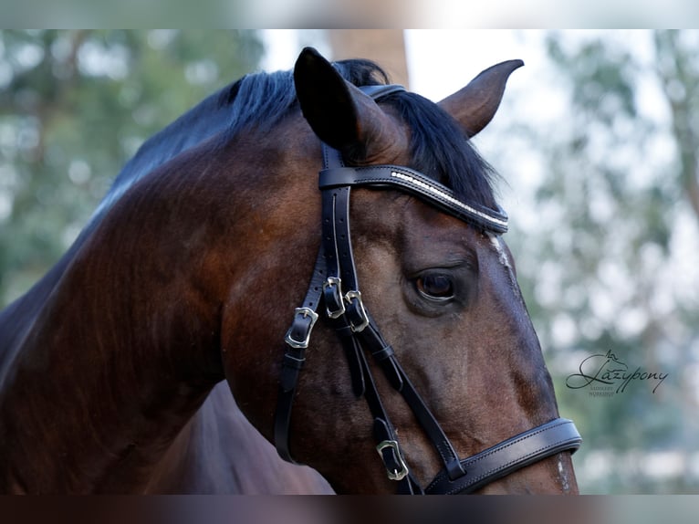Frontalera Crystal Lazypony White Opal / Crystal Browband Lazypony White Opal