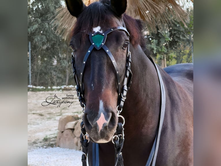 Frontalera de cuero hecha a mano Shield Lazypony en forma de X, X browband for horse, cross browband