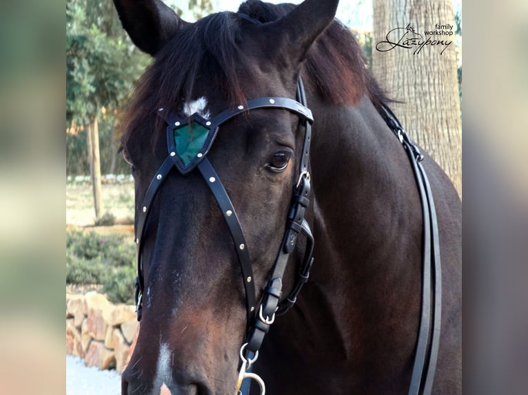 Frontalera de cuero hecha a mano Shield Lazypony en forma de X, X browband for horse, cross browband