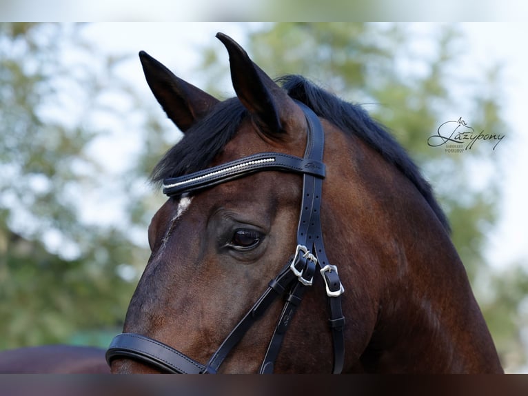 Frontalera de perlas blancas de cuero Lazypony / White pearl leather browband Lazypony