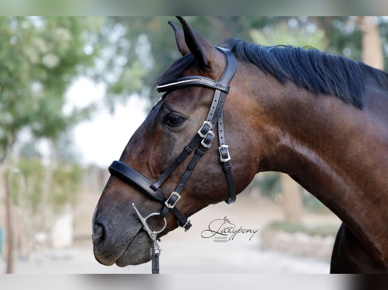 Frontalera de perlas blancas de cuero Lazypony / White pearl leather browband Lazypony