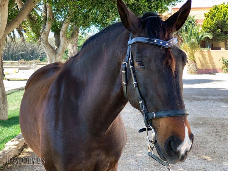 Frontalera Diadem Lazypony en forma de V, Cristal V-shaped browband Diadem