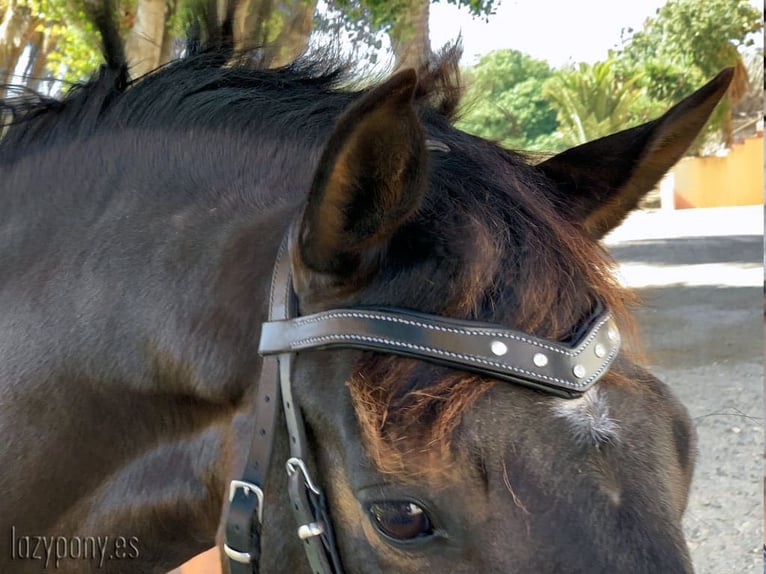 Frontalera Diadem Lazypony en forma de V, Cristal V-shaped browband Diadem