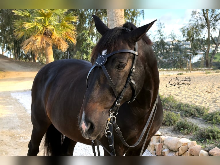 X-frontalera de cuero Celtic Lazypony, x browband, cross browband for horse