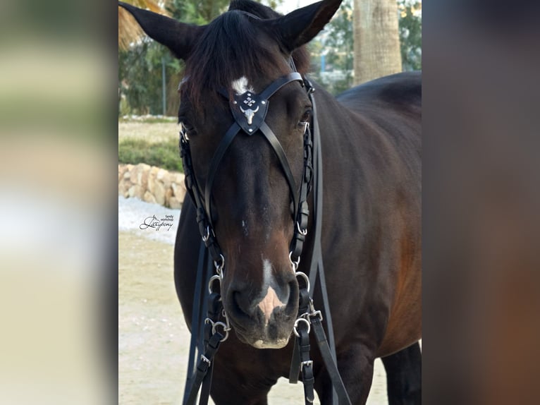 X frontalera de cuero Gothic Lazypony, X browband Gothic, medieval horse browband, cross browband