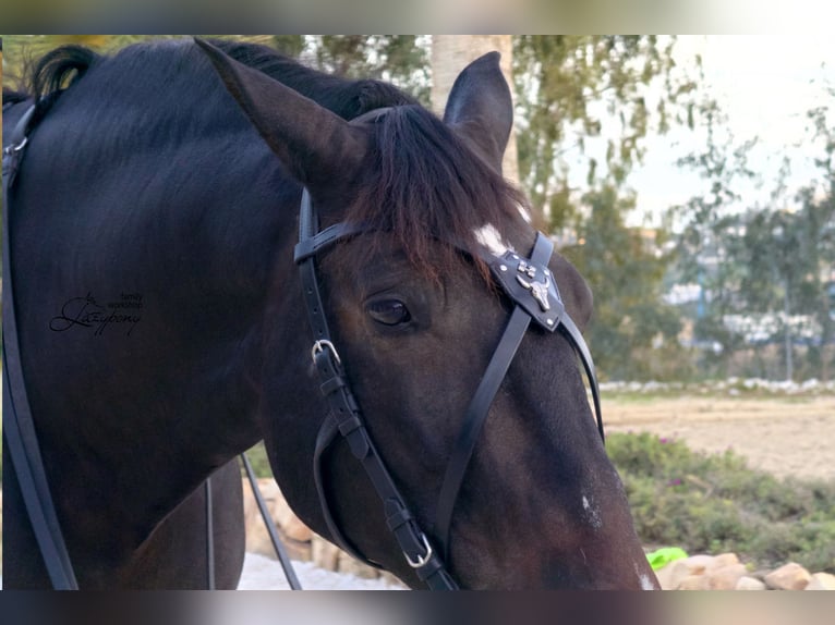 X frontalera de cuero Gothic Lazypony, X browband Gothic, medieval horse browband, cross browband