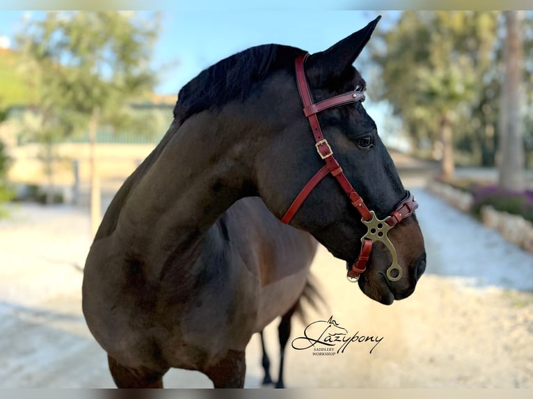 Cabezada hackamore barroca Lazypony / Baroque hackamore bridle Lazypony