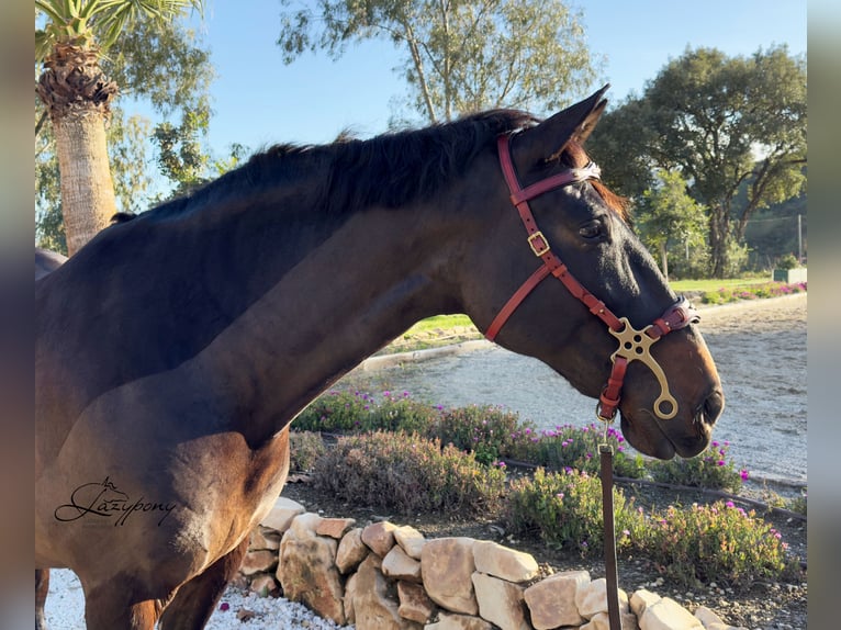 Cabezada hackamore barroca Lazypony / Baroque hackamore bridle Lazypony