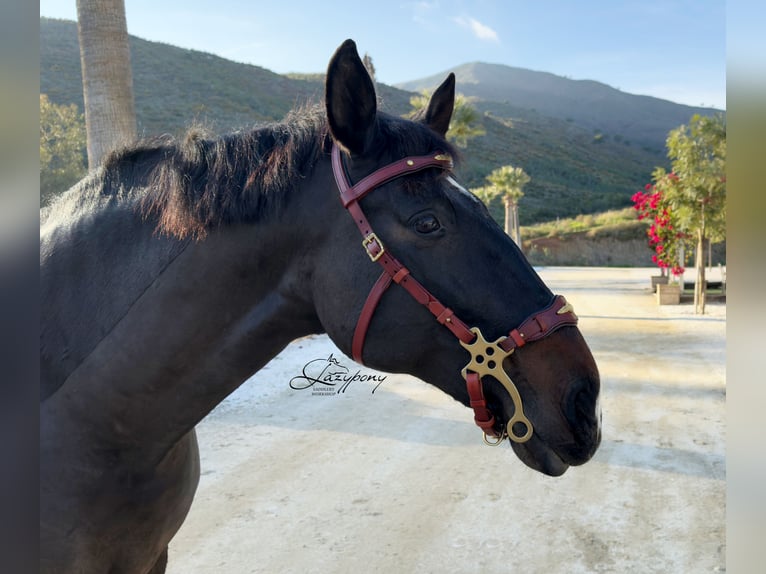 Cabezada hackamore barroca Lazypony / Baroque hackamore bridle Lazypony