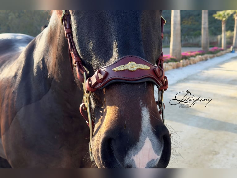 Hackamore baroco artesanal Lazypony / Handcrafted baroque hackamore noseband Lazypony