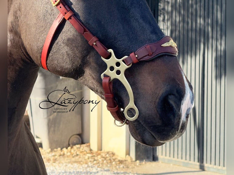 Hackamore baroco artesanal Lazypony / Handcrafted baroque hackamore noseband Lazypony