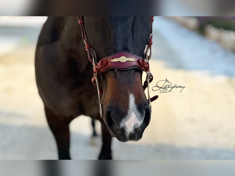 Hackamore baroco artesanal Lazypony / Handcrafted baroque hackamore noseband Lazypony