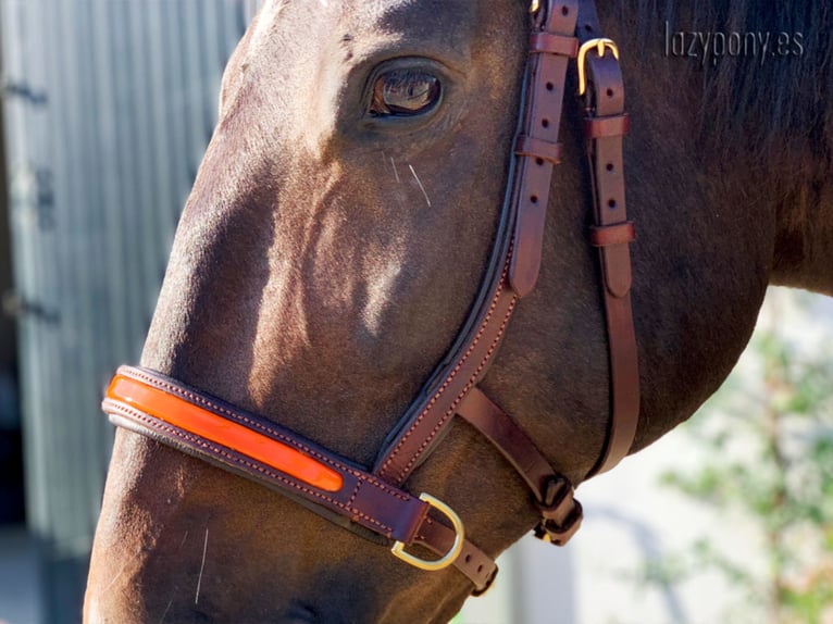 Leather sidepull Lazypony, bitless bridle, cabezada sin embocadura, cabezada de cuero