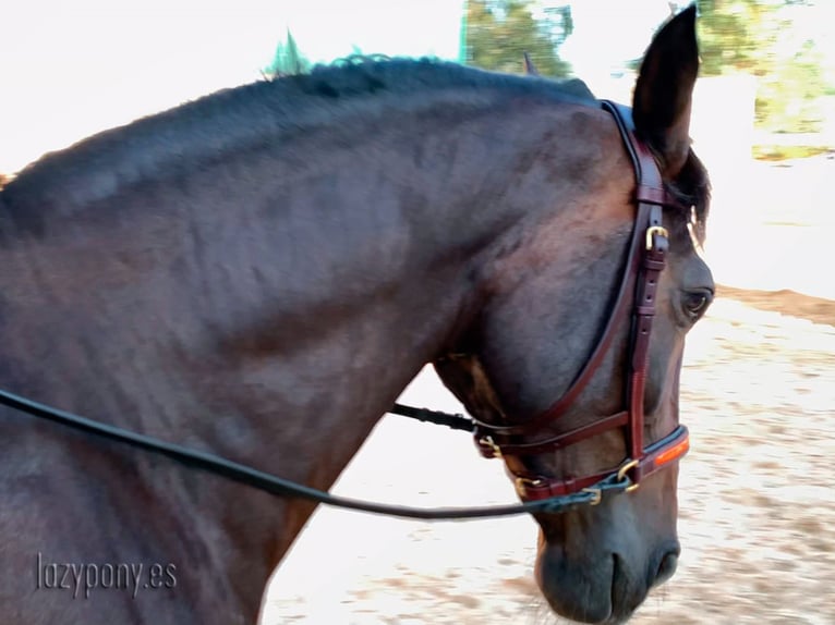 Leather sidepull Lazypony, bitless bridle, cabezada sin embocadura, cabezada de cuero