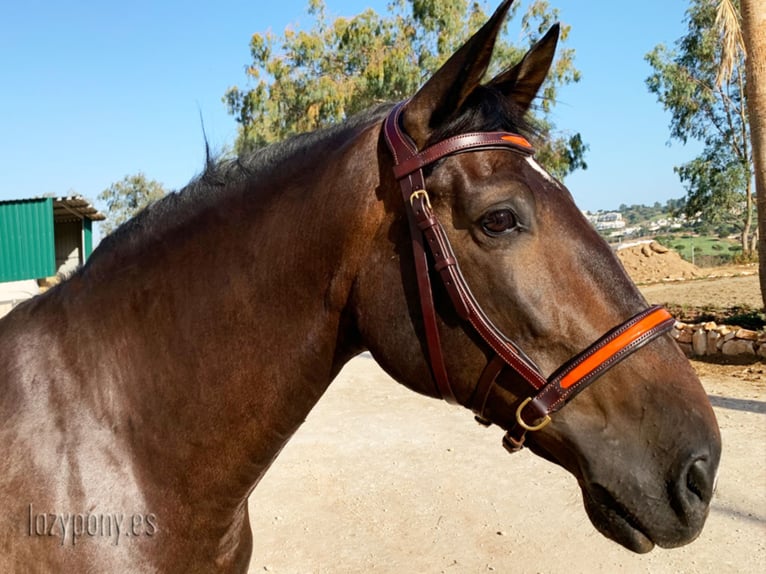 Leather sidepull Lazypony, bitless bridle, cabezada sin embocadura, cabezada de cuero