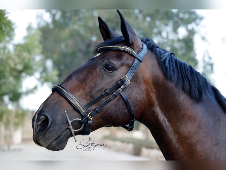 Cabezada anatómica clincher Lazypony / Anatomical clincher bridle Lazypony
