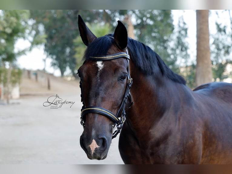 Cabezada anatómica clincher Lazypony / Anatomical clincher bridle Lazypony