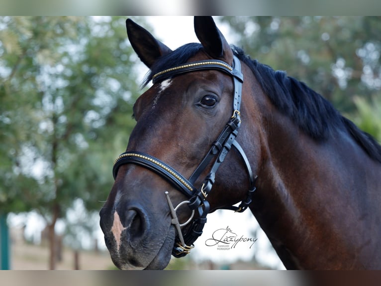 Cabezada anatómica clincher Lazypony / Anatomical clincher bridle Lazypony
