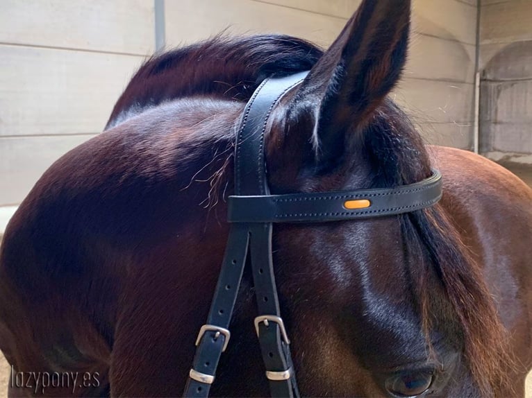 Cabezada anatómica Ranger Lazypony, cabezada de cuero, Anatomical handmade bridle Ranger Lazypony